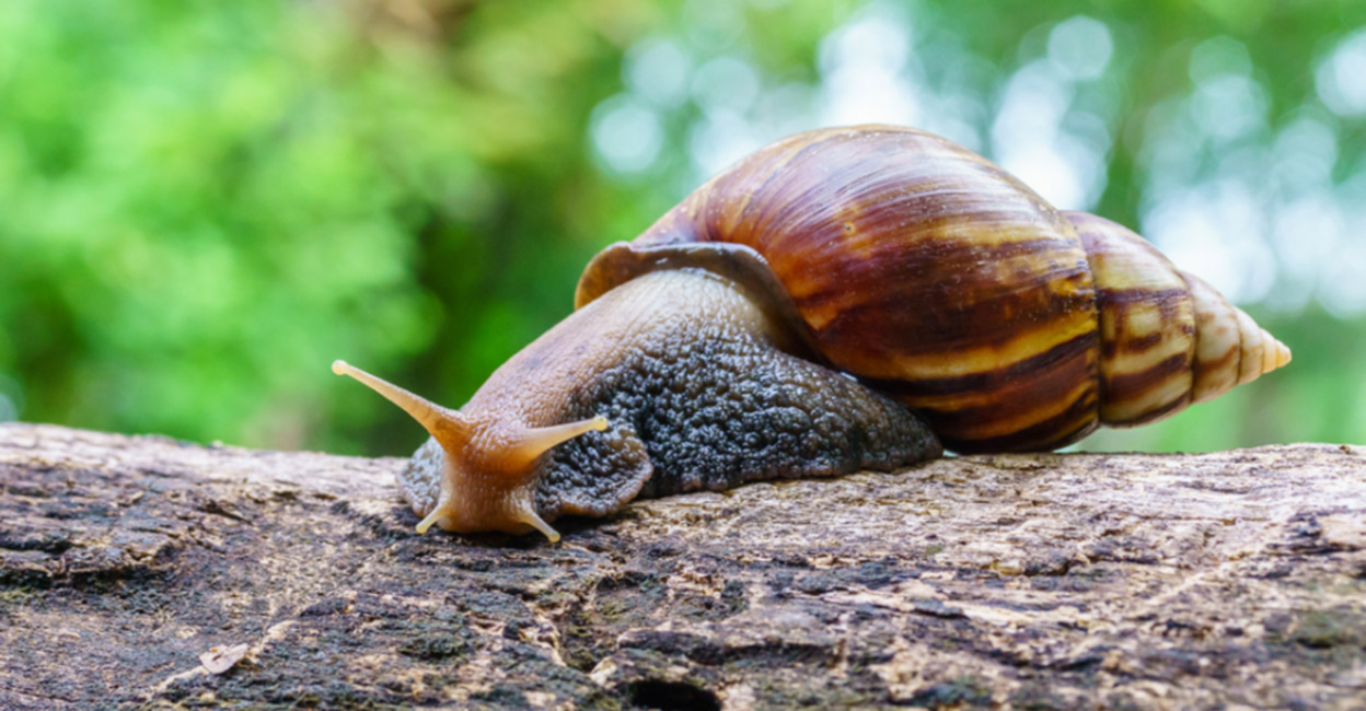 Giant snails that were eating Florida homes finally eradicated … again World Research Council