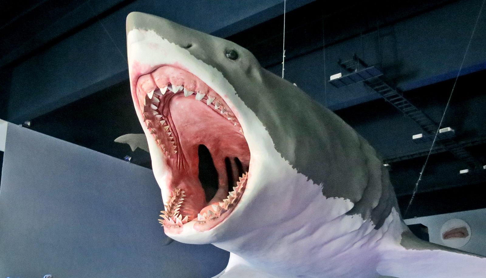 Prehistoric megalodon could swallow a great white shark whole